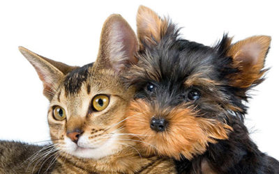 Animali domestici in condominio.