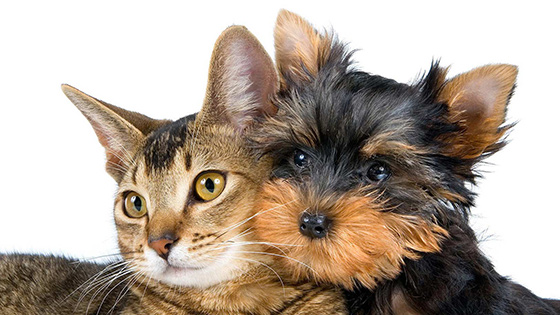 Animali domestici in condominio.